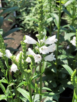 miss manners obedient plant
