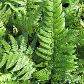 Fern leaves with soft light-green foliage