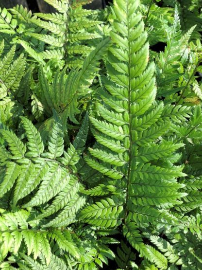 Fern leaves with soft light-green foliage