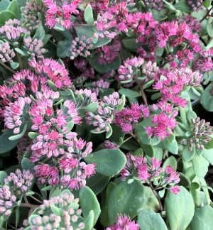 blooming vera jameson stonecrop