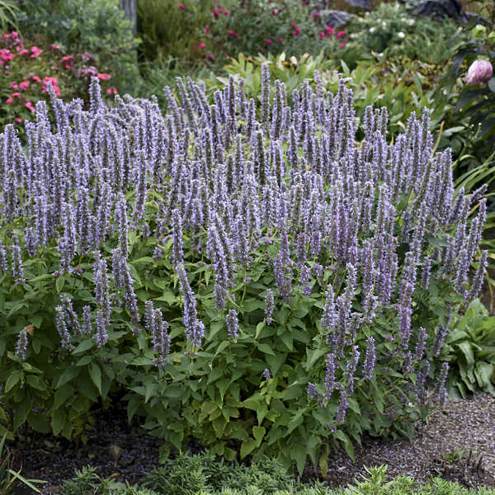 Hyssop Blue Fortune