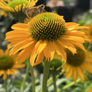 Coneflower KISMET® Yellow
