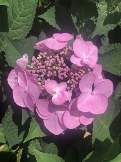 Close-up of large, pink, flat-shaped flower