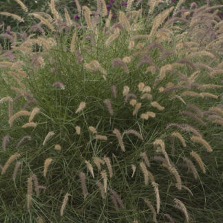 Oriental Fountain Grass Karley Rose