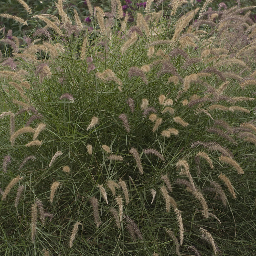 Oriental Fountain Grass Karley Rose