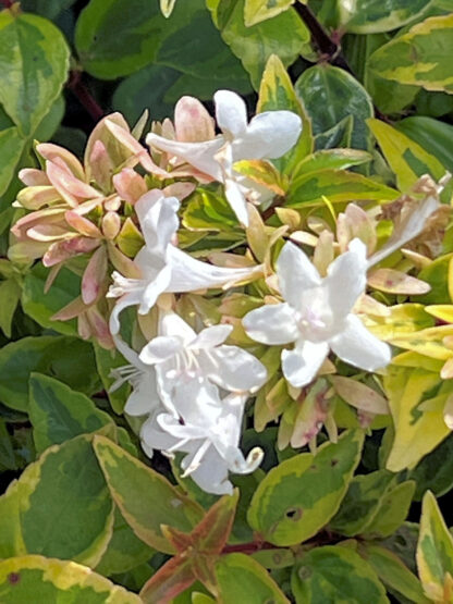 Close-up of cluster of small, trumpet-shaped white flowers surrounded by yellow and green variegated leaves