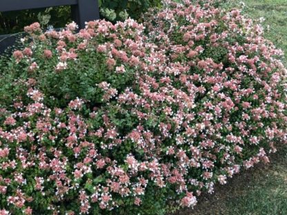 Small shrubs planted in front of fence covered with clusters of pinkish-white flowers