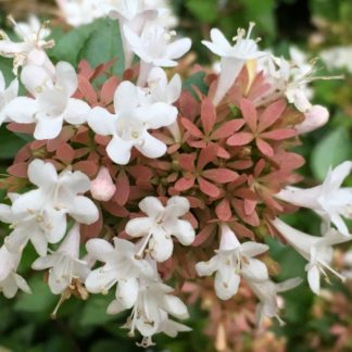 Close-up of the small, white, trumpet-shaped flowers of abulia