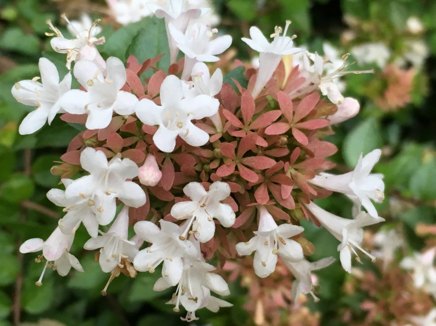 Close-up of the small, white, trumpet-shaped flowers of abulia