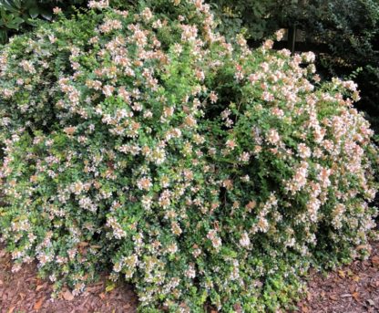 Small shrub covered with small whitish-pink flowers and small green leaves in mulched bed