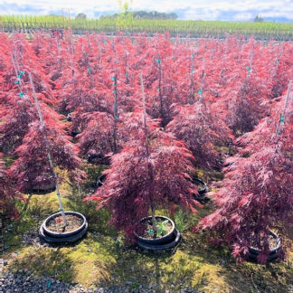 Rows of small weeping trees with burgundy-red leaves in pots in nursery field