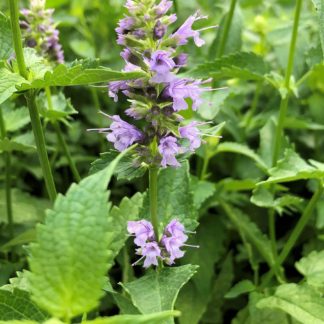 Close-up of purplish-blue, spike-like flower