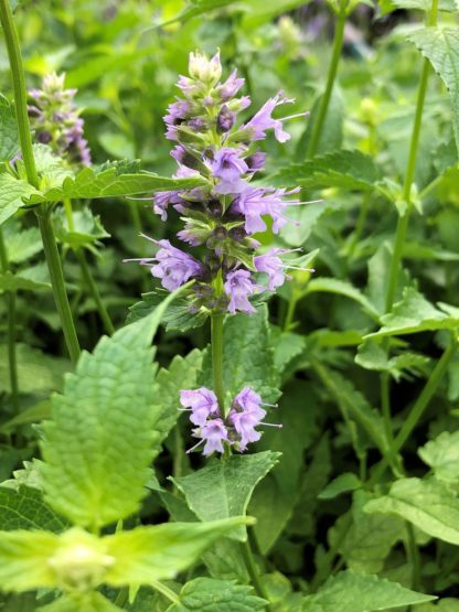 Close-up of purplish-blue, spike-like flower