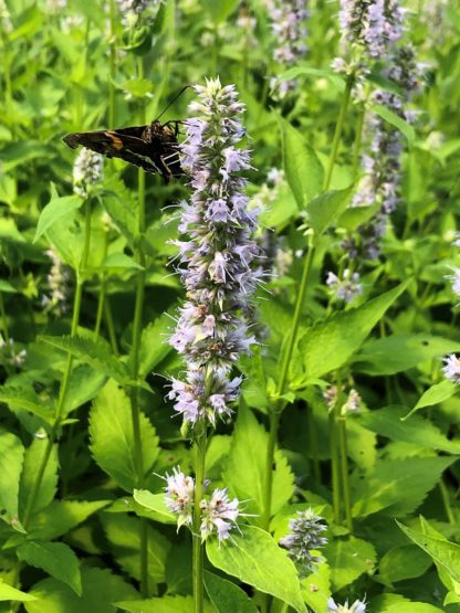 Close-up of purplish-blue, spike-like flowers and butterfly