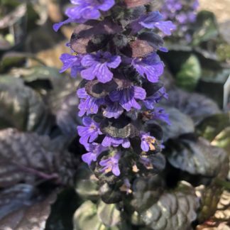 Spike of purple-blue flower rising above burgundy and green leaves