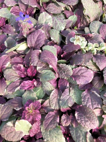 Detail of pink, cream and green leaves