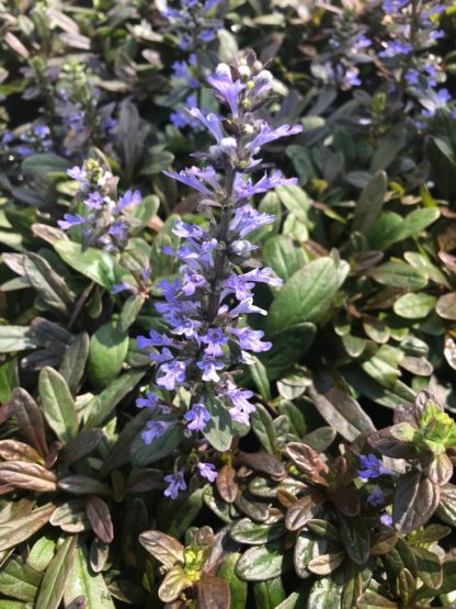 Spikes of purple-blue flowers rise above burgundy and green leaves