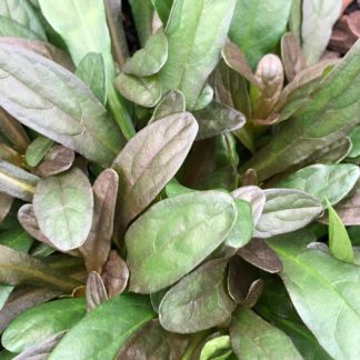 Detail of burgundy and green leaves