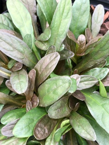 Detail of burgundy and green leaves