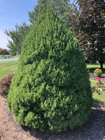 Upright, pyramidal evergreen shrub in garden