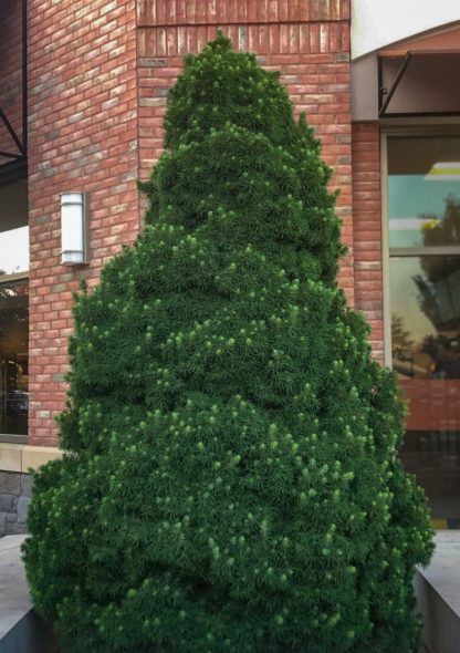 Upright, pyramidal evergreen shrub in garden by brick building