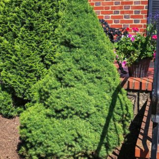 Upright, pyramidal evergreen shrub in garden by brick house