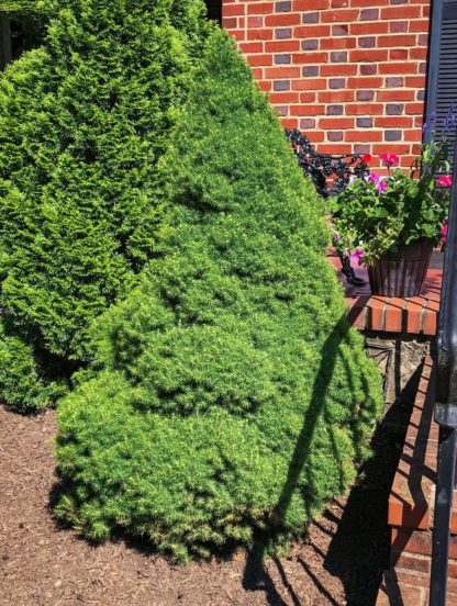 Upright, pyramidal evergreen shrub in garden by brick house
