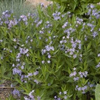 Clusters of star-shaped, light-blue flowers on stems with willow-like green foliage planted in garden with rocks