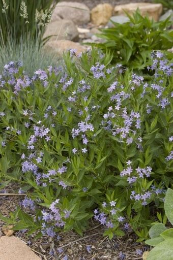 Clusters of star-shaped, light-blue flowers on stems with willow-like green foliage planted in garden with rocks
