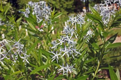 Clusters of star-shaped, light-blue flowers on stems with willow-like green foliage