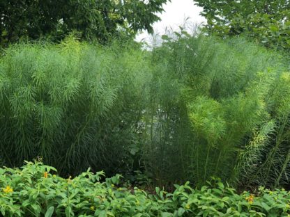 Tall, willow-like, green foliage planted in garden