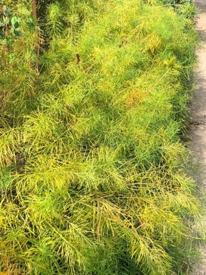 Greenish-yellow, willow-like foliage along sidewalk