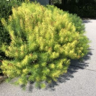 Greenish-yellow, willow-like foliage along sidewalk