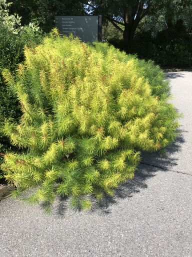 Greenish-yellow, willow-like foliage along sidewalk