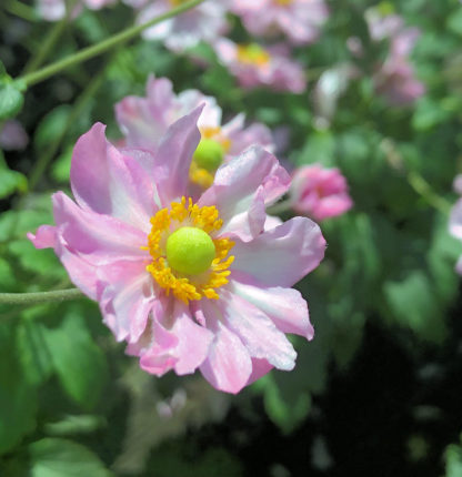 Close-up of anemone flower with soft-pink petals surrounding a yellow-green center