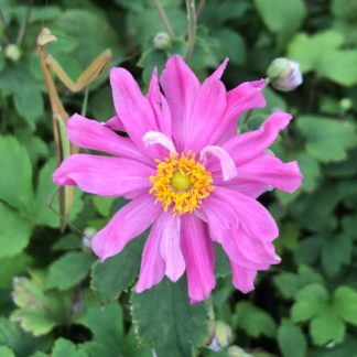 Close-up of bright-pink flower with yellow center and praying mantis next to it