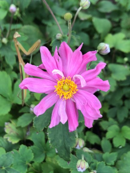 Close-up of bright-pink flower with yellow center and praying mantis next to it