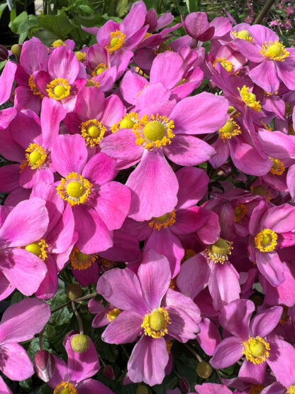 Masses of bright-pink flowers with yellow centers
