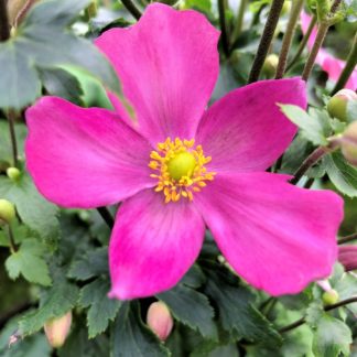 Bright pink-red petals surrounding yellow center of anemone flower