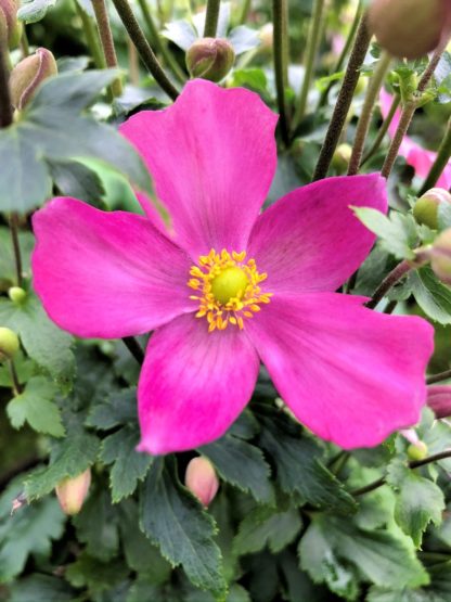 Bright pink-red petals surrounding yellow center of anemone flower