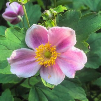 Pink flower with yellow center surrounded by light green leaves