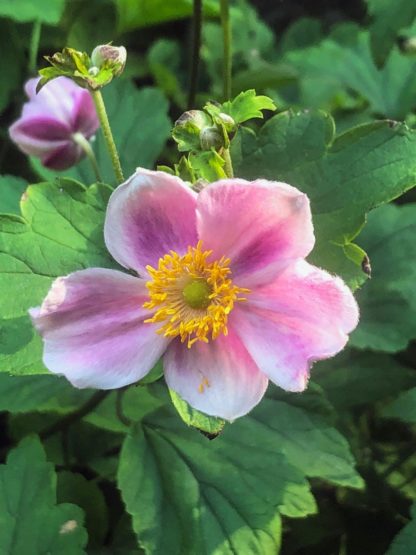 Pink flower with yellow center surrounded by light green leaves