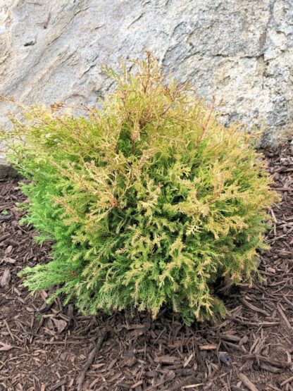 Small, round shrub with greenish-yellow needles planted in front of a rock