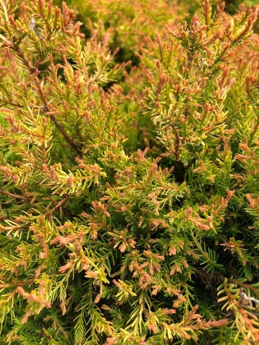 Detail of green and bronze needles