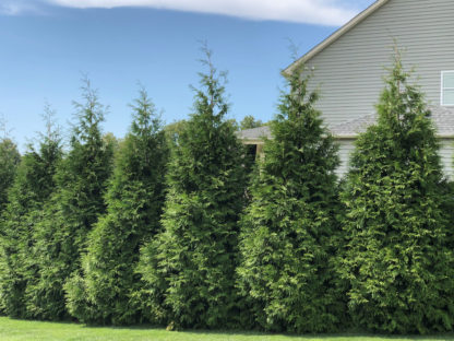 A row of tall, pyramedial evergreen arborvitae trees planted along a house