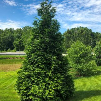 Large, mature, pyramidal arborvitae tree planted in the grass