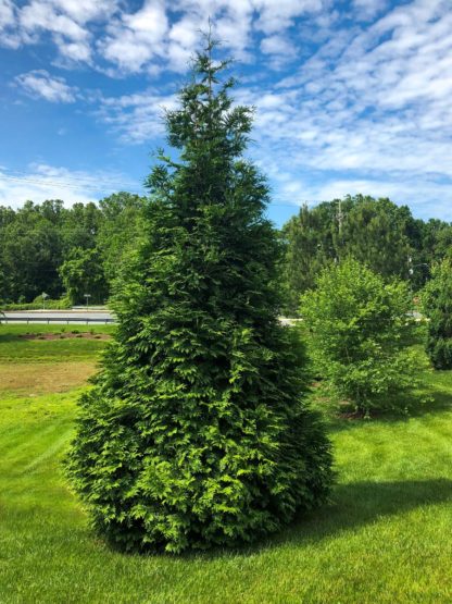 Large, mature, pyramidal arborvitae tree planted in the grass