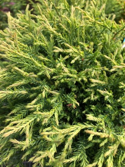 Close-up detail of arborvitae needles that are light-green in color