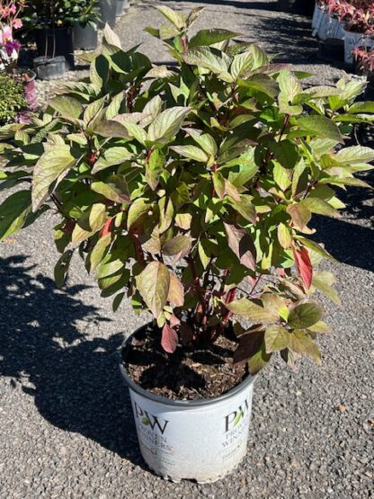 Dogwood Red Twig Arctic Fire® - Image 3