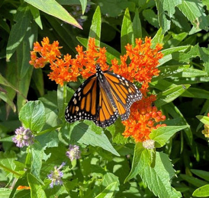 Close-up of orange flower surrounded by green leaves and Monarch butterfly